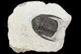 Bargain, Cornuproetus Trilobite Fossil - Morocco #119944-1